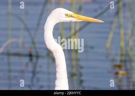 un ritratto di cigno bianco Foto Stock