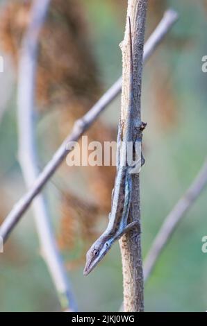 Un fuoco poco profondo di una lucertola di anolis in piedi su un ramo dell'albero in luce del sole brillante con sfondo sfocato Foto Stock