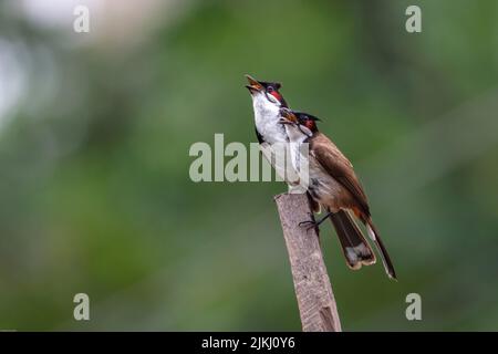 Un fuoco selettivo sparato di uccelli bulbul sussurrati rossi su un ceppo di legno Foto Stock