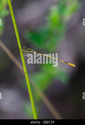 Una messa a fuoco selettiva verticale di una libellula su un gambo Foto Stock