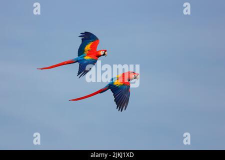 Scarlatto macaw (Ara macao), macaw rosso brillante, Arakanga in volo Foto Stock