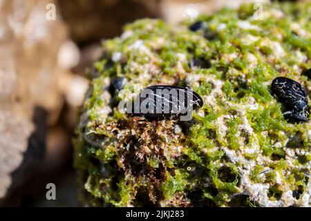 Piccole pietre nere su una roccia ricoperta di alghe, mare Adriatico, Croazia Foto Stock