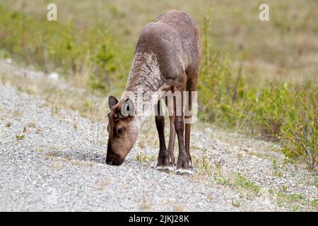 Il carino Caribou leccando sale in Atlin Foto Stock