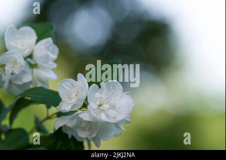 Fiori bianchi del cespuglio europeo (Philadelphus coronarius), chiamato anche falso gelsomino, Germania Foto Stock