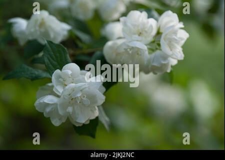 Fiori bianchi del cespuglio europeo (Philadelphus coronarius), chiamato anche falso gelsomino, Germania Foto Stock