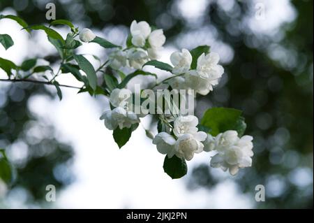 Fiori bianchi del cespuglio europeo (Philadelphus coronarius), chiamato anche falso gelsomino, Germania Foto Stock