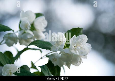 Fiori bianchi del cespuglio europeo (Philadelphus coronarius), chiamato anche falso gelsomino, Germania Foto Stock