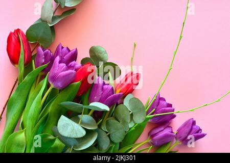 Un bouquet di tulipani colorati e foglie di eucalipto su sfondo rosa con spazio copia Foto Stock