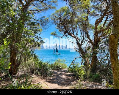 Sydney Harbour Landscape, una crociera in yacht e vista del CBD di Sydney sul mare sotto il cielo blu con alberi e piante in primo piano Foto Stock