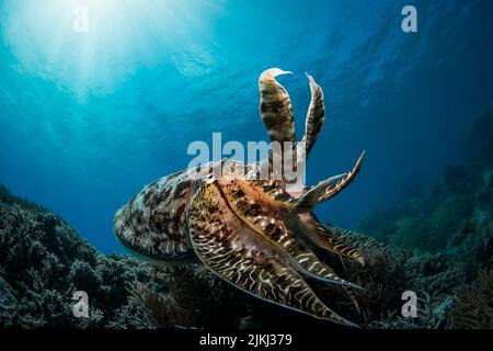 Octopus rosso o brunastro sulla barriera corallina nella Grande barriera Corallina in acque blu limpide Foto Stock