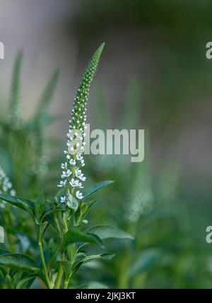 Un unico fiore bianco Gooseneck Looserstrife. Foto Stock