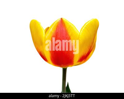 Giallo e rosso tulip isolato su bianco Foto Stock