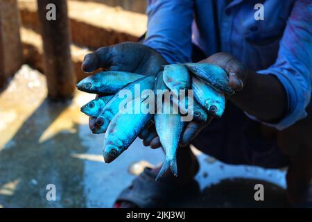 Le mani del pescatore che tengono il pesce appena pescato Foto Stock