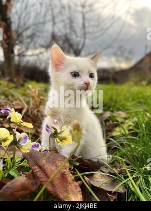 Un primo piano di un gatto Khao Manee su un prato in un parco Foto Stock