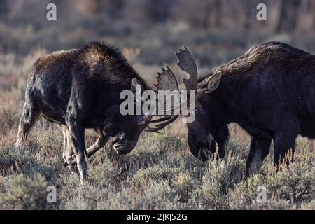 Un colpo di Bull Moose pratica combattendo nel Grand Teton National Park, USA Foto Stock