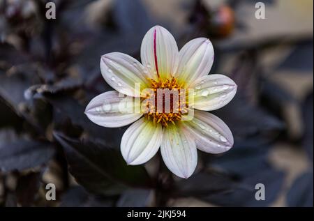 Dahlia 'Happy Days' crema fiore. Foto Stock