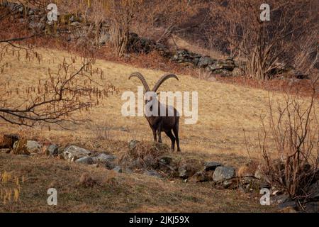 Una vista di stambecco marrone in piedi su terreno erboso asciutto e guardando la macchina fotografica Foto Stock