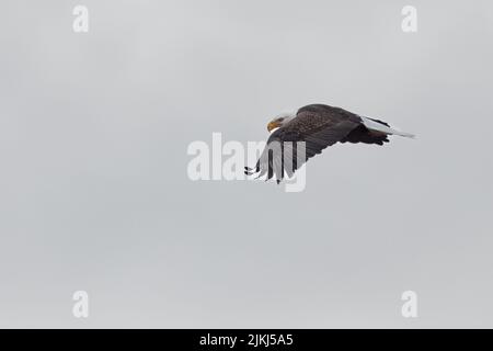 Una bellissima aquila calva in volo sul Grand Teton National Park, USA Foto Stock