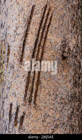 Un primo piano di artigli lasciati da un orso su un pino nel Parco Nazionale del Grand Teton, USA Foto Stock