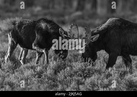 un primo piano di pratica di alci toro combattendo nel grande parco nazionale di teton Foto Stock