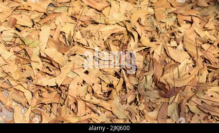 Una vista dall'alto delle foglie di un albero di neem caduto asciutto Foto Stock