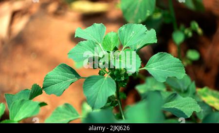 Un primo piano di una ortica indiana (Acalypha indica) che cresce nel giardino sotto la luce del sole Foto Stock