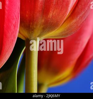 Un macro shot di petali di tulipano e su sfondo sfocato Foto Stock