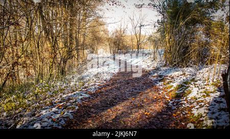 Un sentiero nel fogliame in parte coperto di neve tra alcuni alberi frondosi durante il giorno. Foto Stock