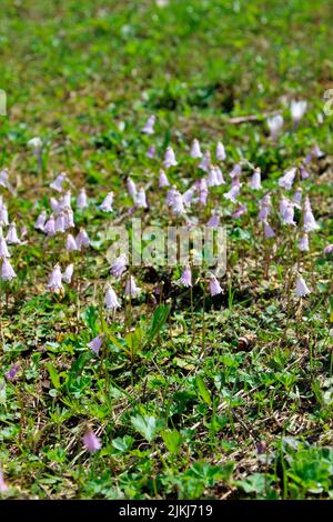 Soldanelle nane (Soldanella pusilla), detta anche campana alpina nana. Genere di campane alpine (Soldanella) all'interno della famiglia delle primule (Primulaceae). Foto Stock