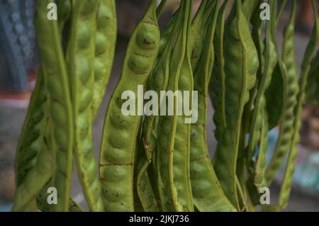 Il primo piano di fagioli puzzolente o Parikia speciosa, comunemente noto come fagioli amari o fagiolini a grappolo Foto Stock