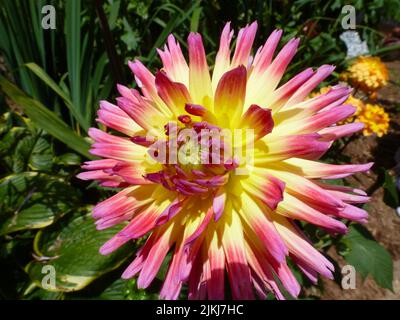 Un primo piano di una Dahlia 'Cactus' gialla con bordi rosa contro foglie verdi alla luce del sole Foto Stock