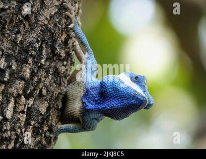 A Calotes mystaceus, la lucertola della foresta indo-cinese o lucertola crestata blu Foto Stock