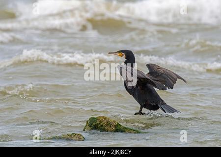 Grande cormorano (carbo Phalacrocorax) su ali di roccia che si allungano per asciugare lungo la costa del Mare del Nord in estate Foto Stock