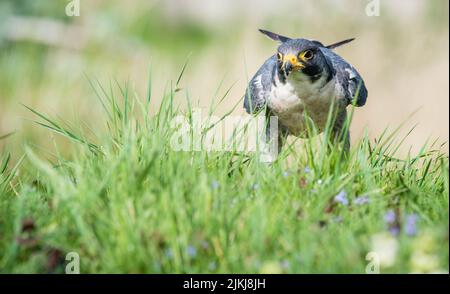 Un poco profondo colpo di fuoco di un falco peregrino in piedi sul terreno del giardino tra erba verde in luce solare luminosa con sfondo sfocato Foto Stock