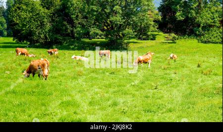 Un bel colpo di una piccola mandria di mucche che pascolano in un pascolo verde alla luce del sole Foto Stock