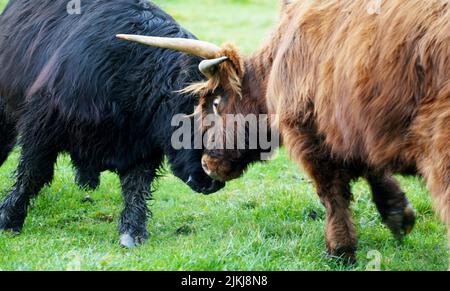 Due bovini adulti di montagna si combattono l'un l'altro su un territorio in un pascolo verde in una giornata di sole. Foto Stock