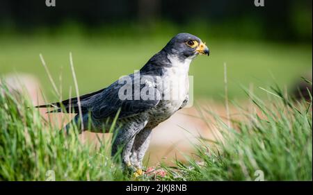 Un poco profondo colpo di fuoco di un falco peregrino in piedi sul terreno del giardino tra erba verde in luce solare luminosa con sfondo sfocato Foto Stock