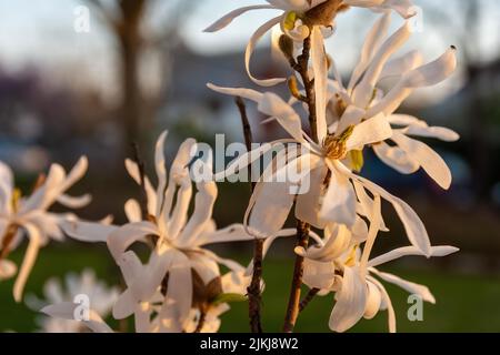Una foto selettiva di fiori bianchi di magnolia che fioriscono in giardino in una giornata di sole con sfondo sfocato Foto Stock
