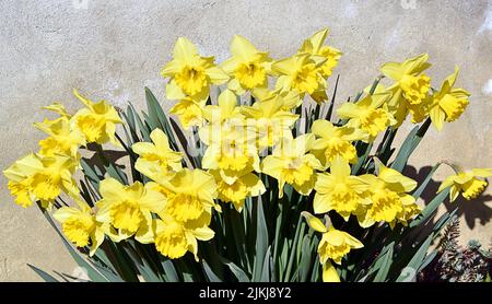 Una bella vista delle narcisi selvatiche fiorire nel giardino casa contro muro di pietra in luce del sole Foto Stock