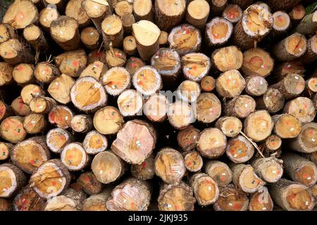 Un primo piano di un mucchio di legno all'aperto alla luce del sole preparato per l'uso in inverno freddo Foto Stock