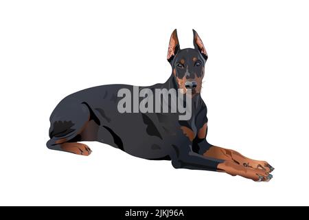 Doberman, cane in posizione sdraiata. Isolato su sfondo bianco. Illustrazione vettoriale Illustrazione Vettoriale