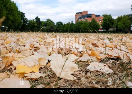 Finsbury Park, Londra, Regno Unito. 2nd ago 2022. UK Meteo: Avvisi di siccità per il Regno Unito, scenario secco a Finsbury Park, a nord di Londra. Credit: Matthew Chattle/Alamy Live News Foto Stock