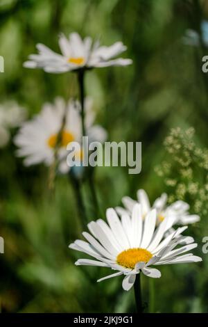Uno scatto verticale di bei fiori di camomilla che fioriscono in un campo contro uno sfondo sfocato Foto Stock