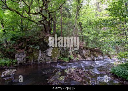 Selke cascata, Selkefall, torrente di montagna, Harz montagne, Alexisbad, Sassonia-Anhalt, Germania Foto Stock