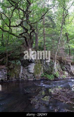 Selke cascata, Selkefall, torrente di montagna, Harz montagne, Alexisbad, Sassonia-Anhalt, Germania Foto Stock