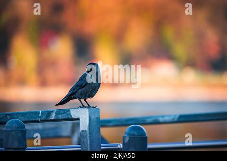 Un primo piano di un jackdaw su una ringhiera metallica al tramonto Foto Stock