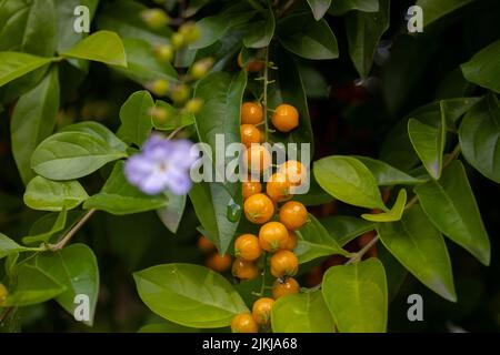 Un colpo di closuep di un albero da frutto di vite di magnolia cinese (Schisandra chinensis) con ramo fiorente Foto Stock