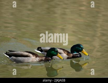 Due anatre di mallard maschili che nuotano in uno stagno Foto Stock