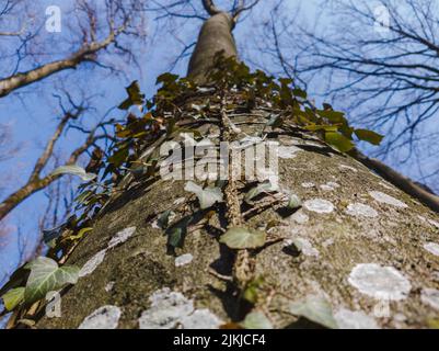 Un basso angolo di pianta di edera che cresce su una corteccia di albero coperta di lichene Foto Stock