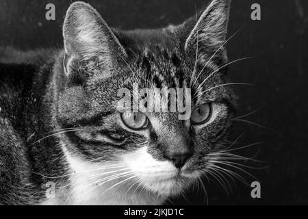 Un primo piano in scala di grigi di un carino gatto a righe che guarda con un volto serio Foto Stock